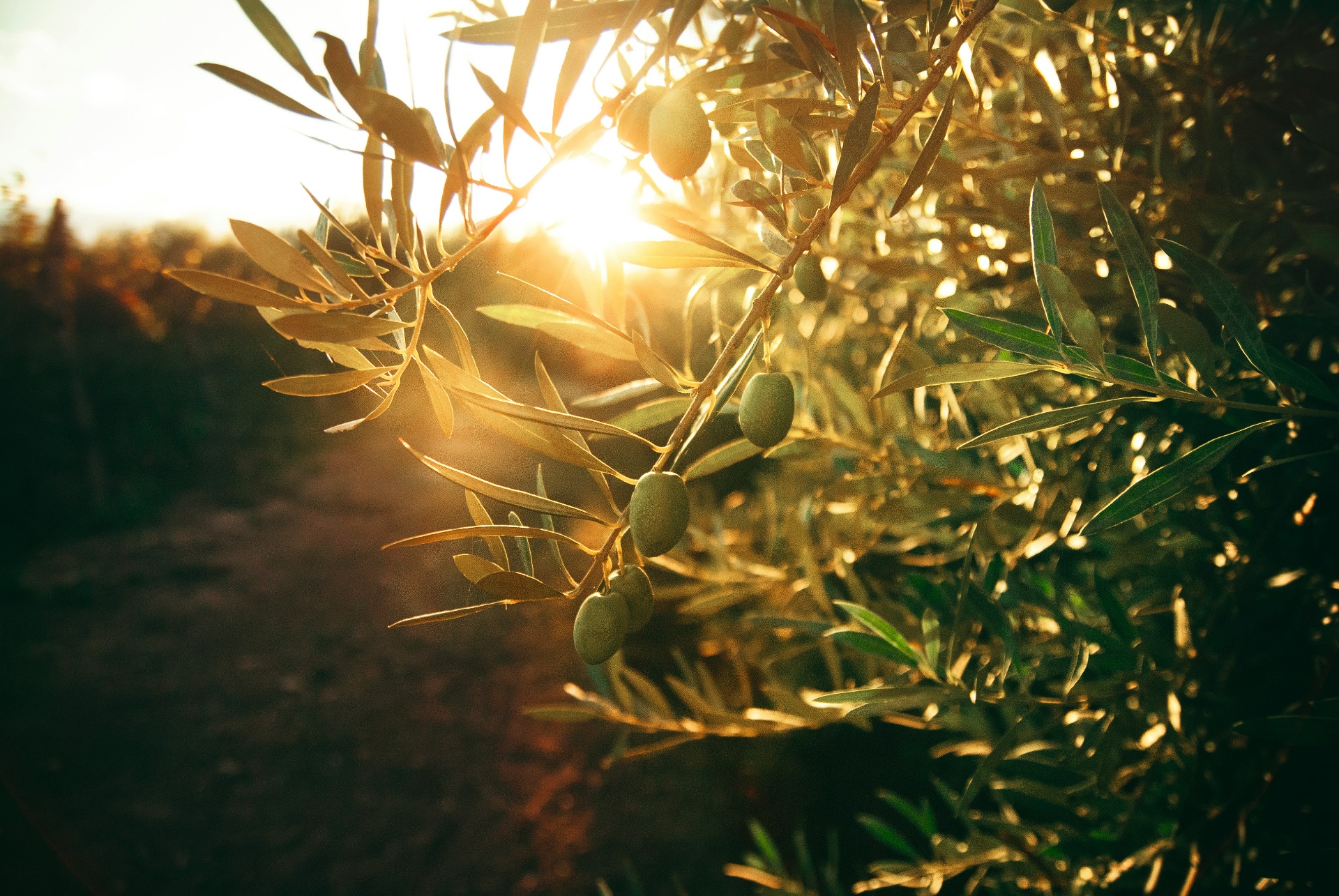Olive oil tasting in a Montserrat olive grove